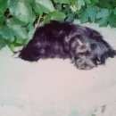 Подробнее об объявлении «Пропала собака Ростов-на-Дону» Фото: пропала собака  «Пропала собака Ростов-на-Дону» в г. Ростов-на-Дону