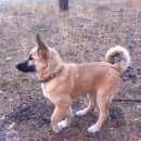 Подробнее об объявлении «Белгород Найдена собака» Фото: найдена собака  «Белгород Найдена собака» в г. Белгород
