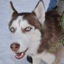 Подробнее об объявлении «Пропала собака Санкт-Петербург» Фото: пропала собака Сибирская хаски «Пропала собака Санкт-Петербург» в г. Санкт-Петербург