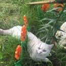 Подробнее об объявлении «Пропал кот Щербинка» Фото: пропала кошка Британская короткошерстная «Пропал кот Щербинка» в г. Щербинка