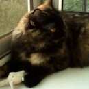 Подробнее об объявлении «Пропала кошка п. первомайское Троицк» Фото: пропала кошка  «Пропала кошка п. первомайское Троицк» в г. Троицк