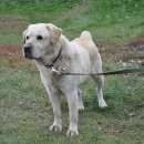 Подробнее об объявлении «Москва Найдена собака кобель лабрадор кобель в тушино» Фото: найдена собака Лабрадор ретривер «Москва Найдена собака кобель лабрадор кобель в...» в г. Москва
