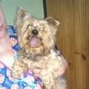 Подробнее об объявлении «Найдена собака кобель Электросталь» Фото: найдена собака Йоркширский терьер «Найдена собака кобель Электросталь» в г. Электросталь