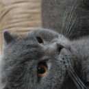 Подробнее об объявлении «Пропал кот шотландский кот Воскресенск» Фото: пропала кошка  «Пропал кот шотландский кот Воскресенск» в г. Воскресенск