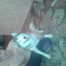 Подробнее об объявлении «Пропала собака Новосибирск» Фото: пропала собака Сибирская хаски «Пропала собака Новосибирск» в г. Новосибирск