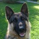 Подробнее об объявлении «Пропала собака кобель немецкой овчарки Балашиха» Фото: пропала собака Немецкая овчарка «Пропала собака кобель немецкой овчарки Балашиха» в г. Балашиха
