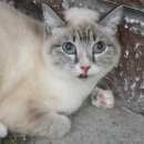 Подробнее об объявлении «Найдена кошка внимание  Ханты-Мансийск» Фото: найдена кошка  «Найдена кошка внимание  Ханты-Мансийск» в г. Ханты-Мансийск