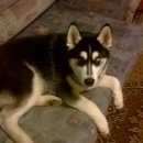 Подробнее об объявлении «Пропала собака кобель Нижний Новгород» Фото: пропала собака Сибирская хаски «Пропала собака кобель Нижний Новгород» в г. Нижний Новгород