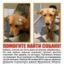 Подробнее об объявлении «Москва Пропала собака кобель в ступинском районе московской области» Фото: пропала собака  «Москва Пропала собака кобель в ступинском...» в г. Москва