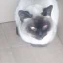 Подробнее об объявлении «Найдена кошка Москва» Фото: найдена кошка Сиамская «Найдена кошка Москва» в г. Москва