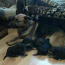 Подробнее об объявлении «Пропала собака Ульяновск» Фото: пропала собака Немецкая овчарка «Пропала собака Ульяновск» в г. Ульяновск