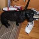 Подробнее об объявлении «Санкт-Петербург Пропала собака кобель» Фото: пропала собака Такса «Санкт-Петербург Пропала собака кобель» в г. Санкт-Петербург