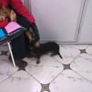 Подробнее об объявлении «Санкт-Петербург Найдена собака кобель такса» Фото: найдена собака Такса «Санкт-Петербург Найдена собака кобель такса» в г. Санкт-Петербург