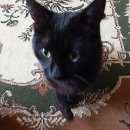 Подробнее об объявлении «Пропал кот Звенигород» Фото: пропала кошка  «Пропал кот Звенигород» в г. Звенигород