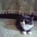 Подробнее об объявлении «Пропала кошка Оренбург» Фото: пропала кошка  «Пропала кошка Оренбург» в г. Оренбург