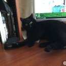 Подробнее об объявлении «Воронеж Пропал кот» Фото: пропала кошка  «Воронеж Пропал кот» в г. Воронеж