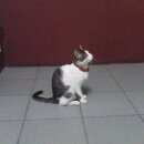 Подробнее об объявлении «Найдена кошка Москва» Фото: найдена кошка  «Найдена кошка Москва» в г. Москва