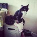 Подробнее об объявлении «Санкт-Петербург Пропало домашнее животное кот» Фото: пропало другое животное  «Санкт-Петербург Пропало домашнее животное кот» в г. Санкт-Петербург