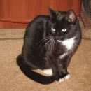 Подробнее об объявлении «Пропала кошка. Лыткарино» Фото: пропала кошка  «Пропала кошка. Лыткарино» в г. Лыткарино