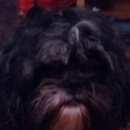 Подробнее об объявлении «Новокузнецк Найдена собака кобель похожа на пекимеса окрас чёрный с белым с сединой в...» Фото: найдена собака  «Новокузнецк Найдена собака кобель похожа на...» в г. Новокузнецк