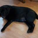 Подробнее об объявлении «Найдена собака лабрадор Кохма» Фото: найдена собака Лабрадор ретривер «Найдена собака лабрадор Кохма» в г. Кохма