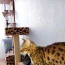 Подробнее об объявлении «Пропал кот Оренбург» Фото: пропала кошка Бенгальская «Пропал кот Оренбург» в г. Оренбург