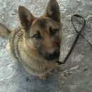 Подробнее об объявлении «Бердск Найдена собака щенок, помесь овчарки, девочка.» Фото: найдена собака  «Бердск Найдена собака щенок, помесь овчарки,...» в г. Бердск