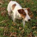 Подробнее об объявлении «Пропала собака кобель Нижний Новгород» Фото: пропала собака Джек рассел терьер «Пропала собака кобель Нижний Новгород» в г. Нижний Новгород