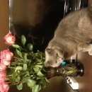 Подробнее об объявлении «Чехов Пропал кот» Фото: пропала кошка  «Чехов Пропал кот» в г. Чехов