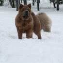 Подробнее об объявлении «Омск Пропала собака кобель чау чау смуф» Фото: пропала собака Чау-чау «Омск Пропала собака кобель чау чау смуф» в г. Омск
