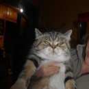 Подробнее об объявлении «Воронеж Пропала кошка» Фото: пропала кошка Экзотическая короткошерстная «Воронеж Пропала кошка» в г. Воронеж