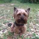 Подробнее об объявлении «Санкт-Петербург Пропала собака» Фото: пропала собака Йоркширский терьер «Санкт-Петербург Пропала собака» в г. Санкт-Петербург
