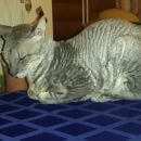 Подробнее об объявлении «Найден кот Москва» Фото: найдена кошка Корниш-рекс «Найден кот Москва» в г. Москва