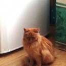 Подробнее об объявлении «Одинцово Найден кот т очень красивый кот в» Фото: найдена кошка  «Одинцово Найден кот т очень красивый кот в» в г. Одинцово