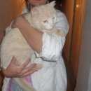 Подробнее об объявлении «Найден кот Ханты-Мансийск» Фото: найдена кошка  «Найден кот Ханты-Мансийск» в г. Ханты-Мансийск