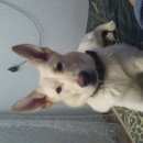 Подробнее об объявлении «Пропала собака кобель пес метис лабрадора Нижний Новгород» Фото: пропала собака  «Пропала собака кобель пес метис лабрадора...» в г. Нижний Новгород