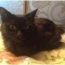 Подробнее об объявлении «Найдена кошка Москва» Фото: найдена кошка  «Найдена кошка Москва» в г. Москва