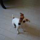 Подробнее об объявлении «Пропала собака девочка джек-рассел терьер Анапа» Фото: пропала собака Джек рассел терьер «Пропала собака девочка джек-рассел терьер Анапа» в г. Анапа