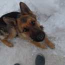 Подробнее об объявлении «Пропала собака Энгельс» Фото: пропала собака Немецкая овчарка «Пропала собака Энгельс» в г. Энгельс