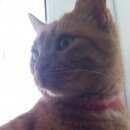 Подробнее об объявлении «Краснодар Пропала кошка» Фото: пропала кошка  «Краснодар Пропала кошка» в г. Краснодар