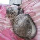 Подробнее об объявлении «Мытищи Пропала кошка мася боня» Фото: пропала кошка Сибирская «Мытищи Пропала кошка мася боня» в г. Мытищи