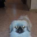 Подробнее об объявлении «Бердск Пропала собака кобель пекинес» Фото: пропала собака Пекинес «Бердск Пропала собака кобель пекинес» в г. Бердск