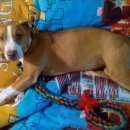 Подробнее об объявлении «Пропала собака sos Симферополь» Фото: пропала собака Американский стаффордширский терьер «Пропала собака sos Симферополь» в г. Симферополь