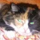 Подробнее об объявлении «Пропала кошка ( ) Мытищи» Фото: пропала кошка  «Пропала кошка ( ) Мытищи» в г. Мытищи