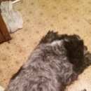 Подробнее об объявлении «Нижний Новгород Найдена собака кобель пес» Фото: найдена собака Русский охотничий спаниель «Нижний Новгород Найдена собака кобель пес» в г. Нижний Новгород