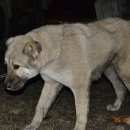 Подробнее об объявлении «Найдена собака алабай Курск» Фото: найдена собака Среднеазиатская овчарка «Найдена собака алабай Курск» в г. Курск