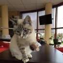 Подробнее об объявлении «Найден кот Королев» Фото: найдена кошка  «Найден кот Королев» в г. Королев