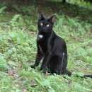 Подробнее об объявлении «Подольск Пропал кот домашний кот» Фото: пропала кошка  «Подольск Пропал кот домашний кот» в г. Подольск