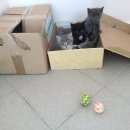 Подробнее об объявлении «Найдена кошка Ханты-Мансийск» Фото: найдена кошка  «Найдена кошка Ханты-Мансийск» в г. Ханты-Мансийск