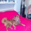 Подробнее об объявлении «Климовск Пропала собака кобель шарпей медвежка» Фото: пропала собака Шар-пей «Климовск Пропала собака кобель шарпей медвежка» в г. Климовск